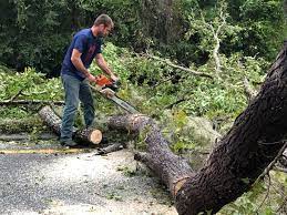 Why Choose Our Tree Removal Services in Moorefield, WV?