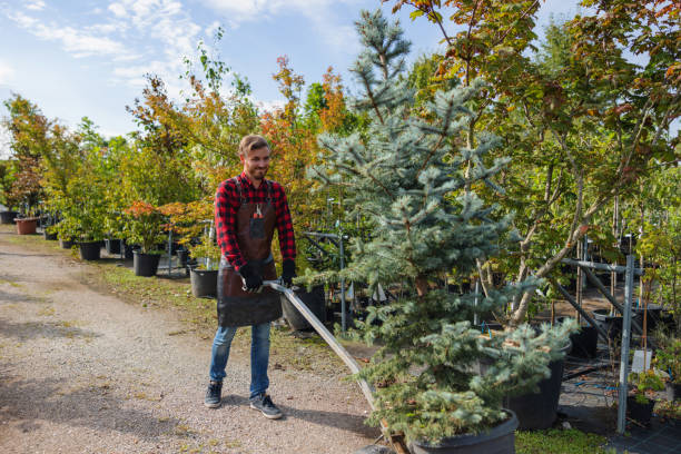 Best Palm Tree Trimming  in Moorefield, WV