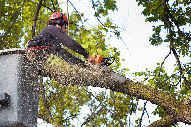 Best Tree Health Inspection  in Moorefield, WV