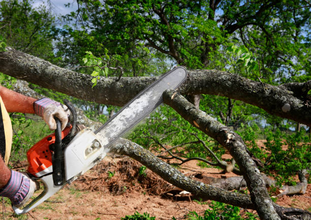 Best Storm Damage Tree Cleanup  in Moorefield, WV